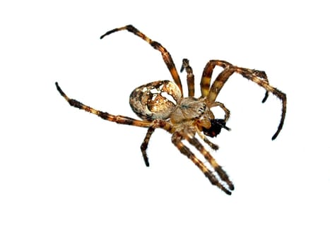 Cross Spider