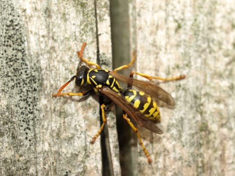 Wasp