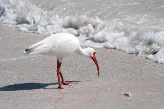 Snow Sickle White Ibis
