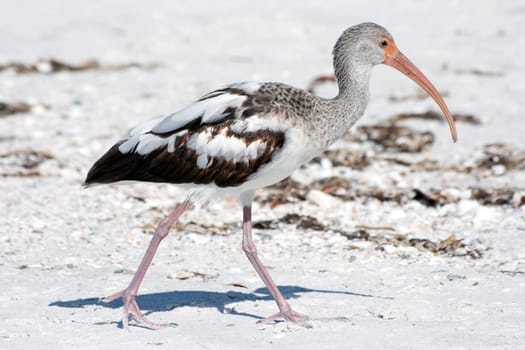Juvenile White Ibis White Ibis