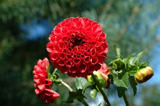 flowers