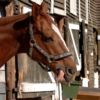 horse