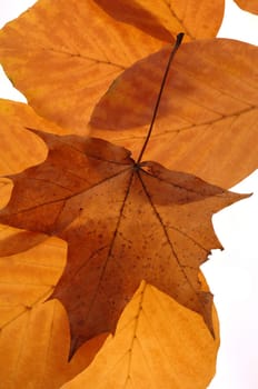 Leaf