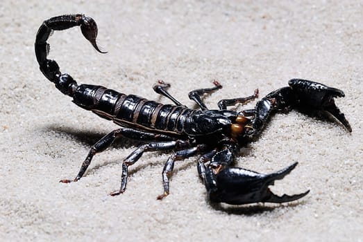 Scorpio 2