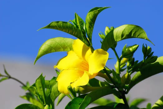Yellow Trumpet Flower Tecoma Stans