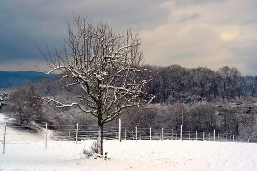 My apple tree in the snow