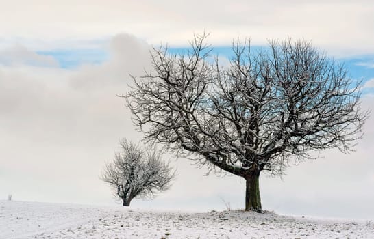Two cherry trees in winter