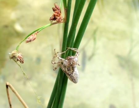 Larva of a dragonfly