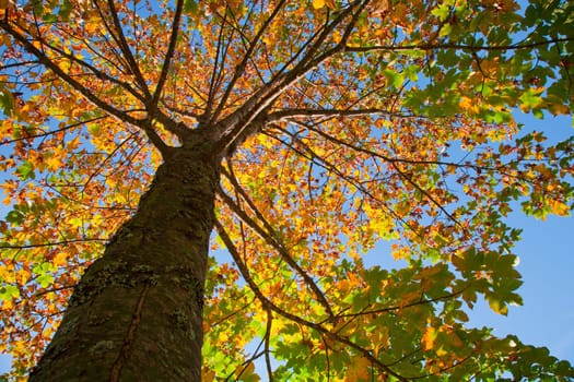 Autumn Tree