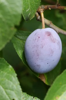plum