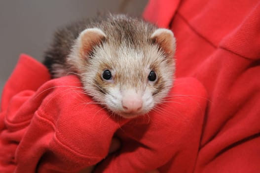 Woman with ferret
