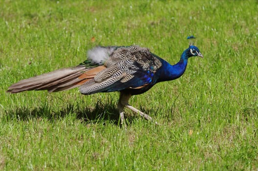 Blue Peacock