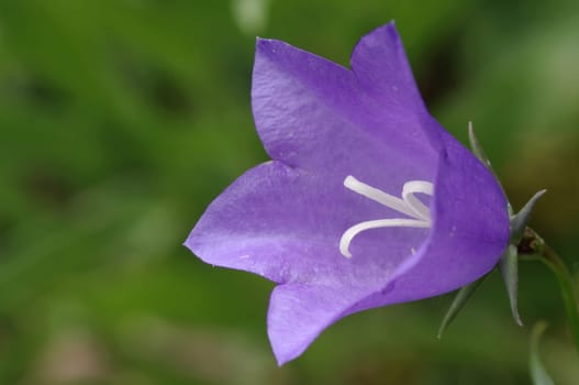Peach-leaved bellflower