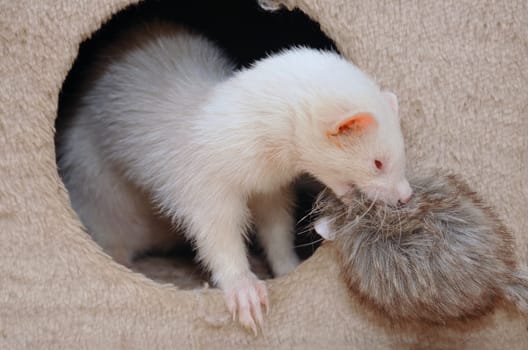 ferret