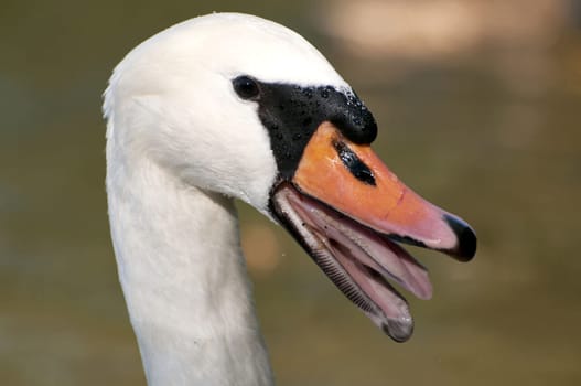 Swan,Portrait