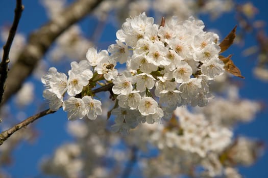 Blossoms Apple Tree