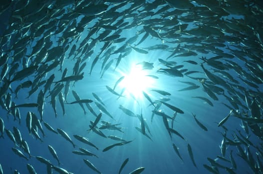 School of mackerel in the light of the Philippine sun
