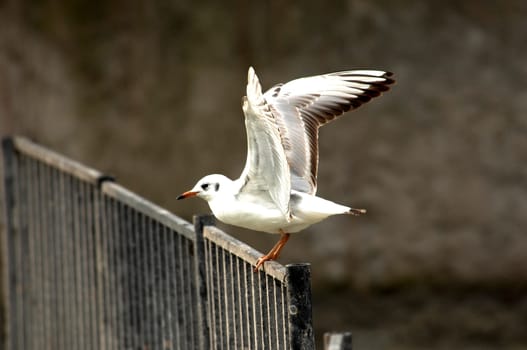 seagull