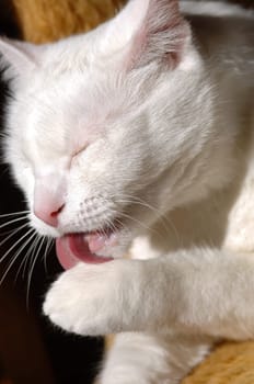 cats