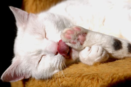 cats