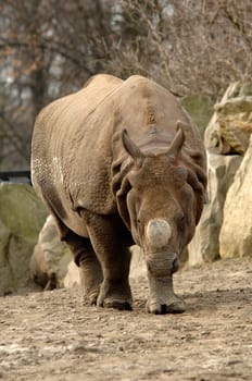 rhinoceros