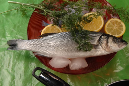 trout