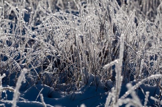 Grasses with ice crystals