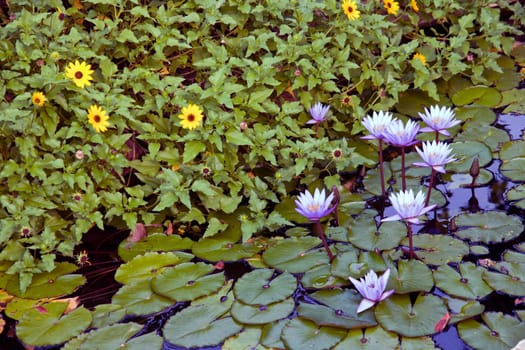 Pond with water lilies