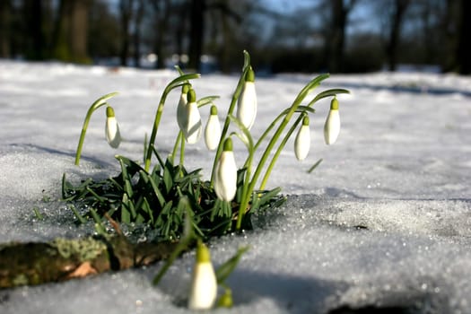 Snowdrops with snow in late winter