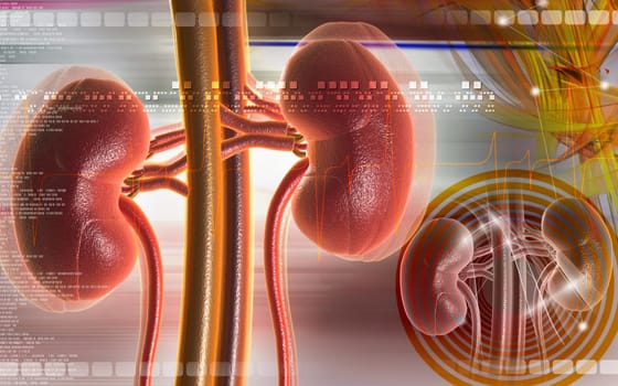 Kidney
