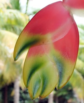 Heliconia