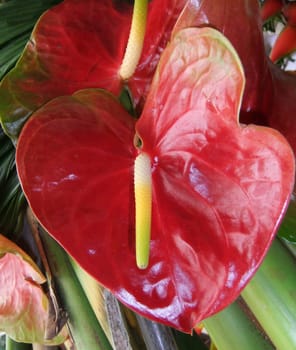 Anthurium