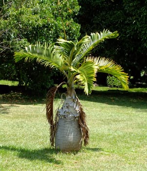 Bottle Palm