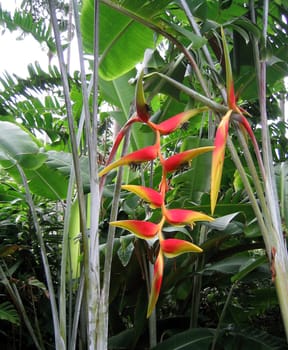Hanging Heliconia