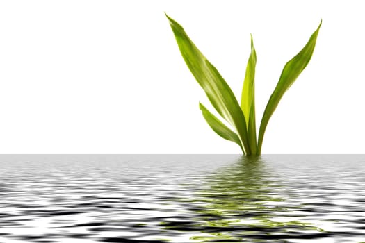 Bamboo in water
