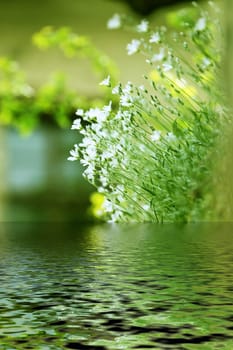 Bamboo in water