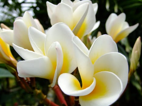 Frangipani