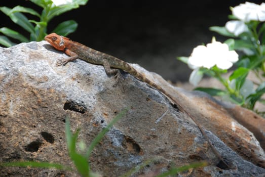 Agama Male