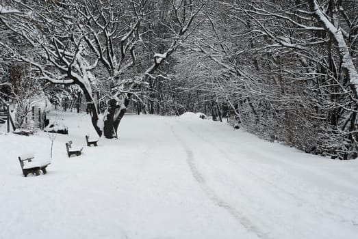 Snow on the Kahlenberg