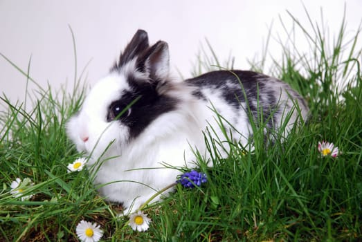 Lionhead Rabbit