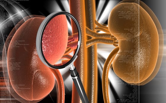 Kidney
