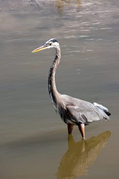 Great Blue Heron