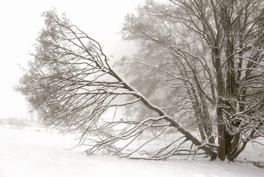 Meditative winter landscape