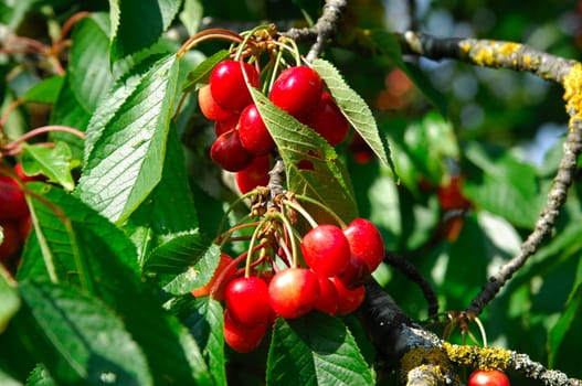 Ripe sweet cherries on the tree