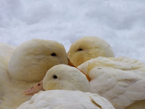 Organic ducks