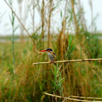 Malachite Kingfisher Alcedo cristata