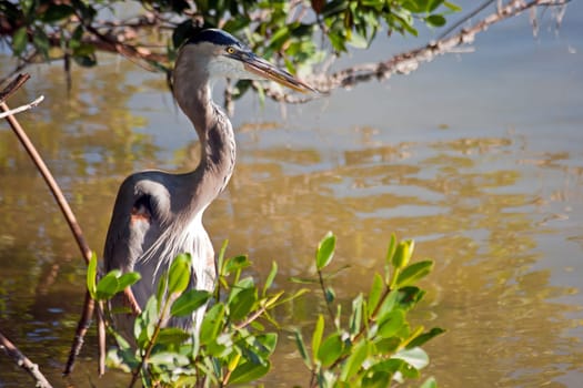American Grey Heron (Ardea herodias)