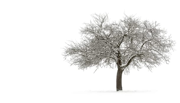 Snowy apple tree on pure white