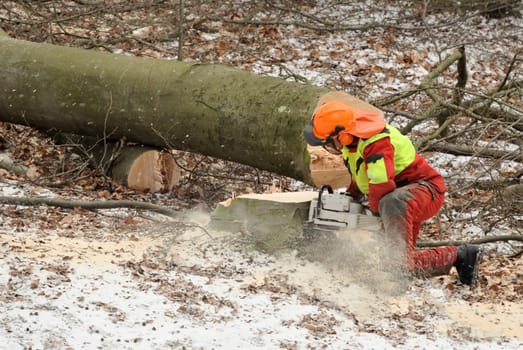Forestry work in winter