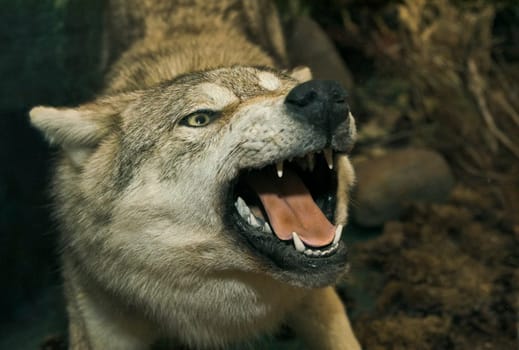 Stuffed wolf